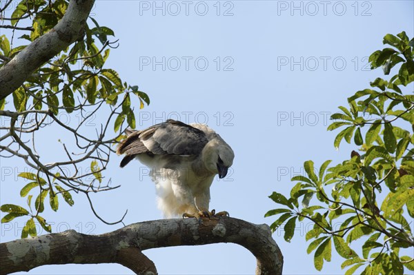 Immature harpy eagle