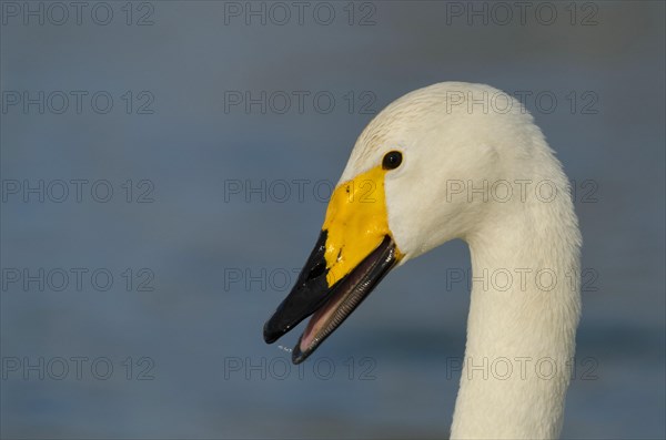 Whooper Swan Portrait