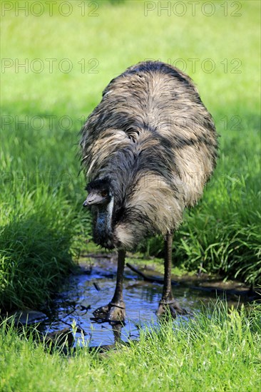 Emu