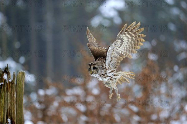 Tawny owl