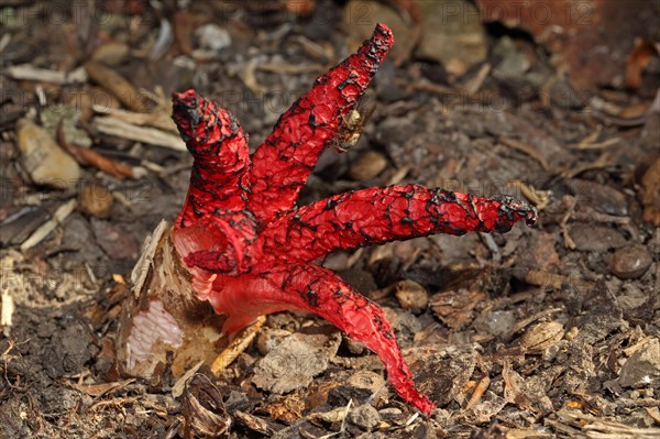 Octopus mushroom