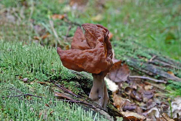 Bishop's cap