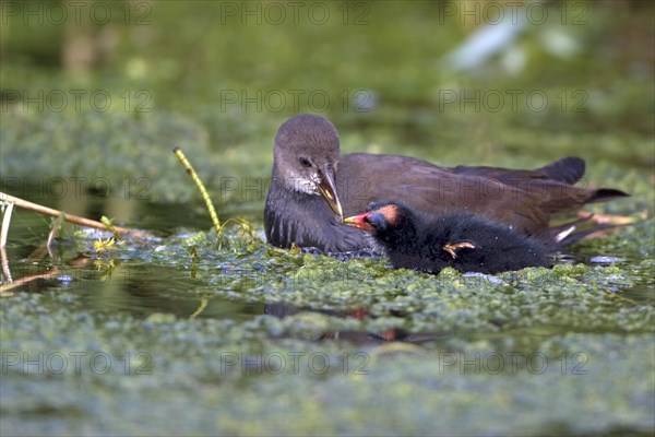 Common Moorhen