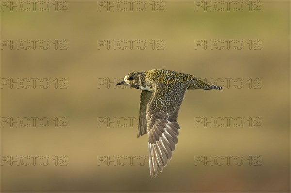 European golden plover