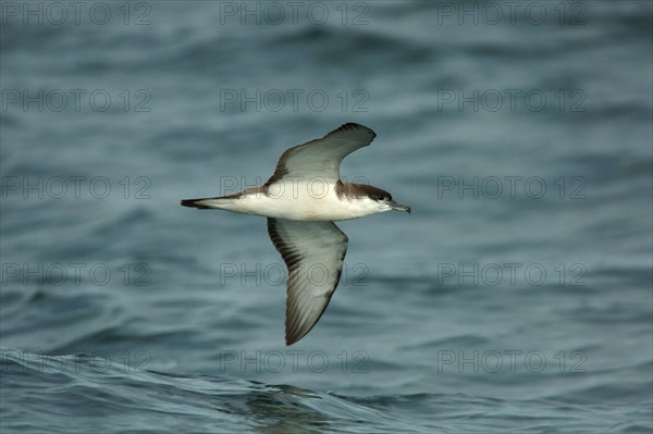 Buller's shearwater