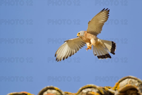 Lesser lesser Common Kestrel