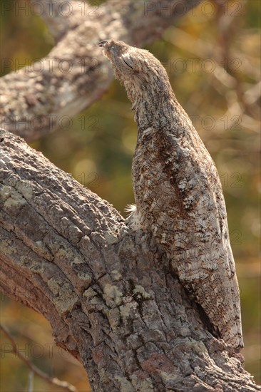 Giant Potoo