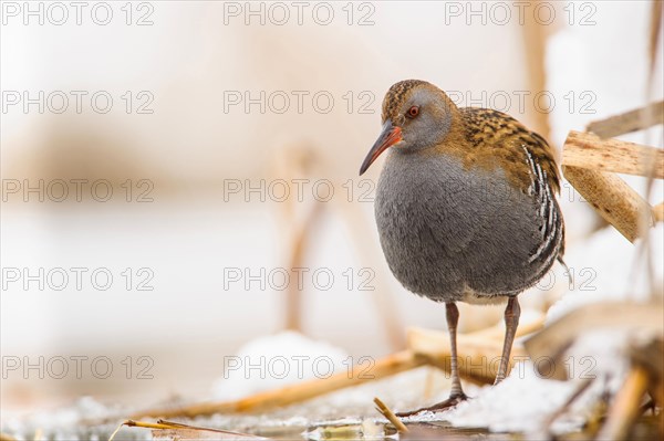 Water Rail