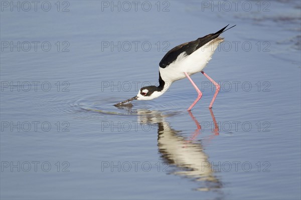 Black-necked Black-winged Stilt