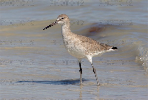 Willet