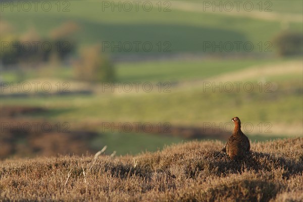 Red Grouse