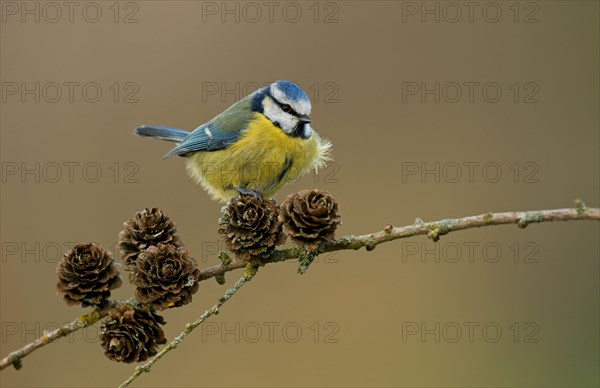 Blue Tit