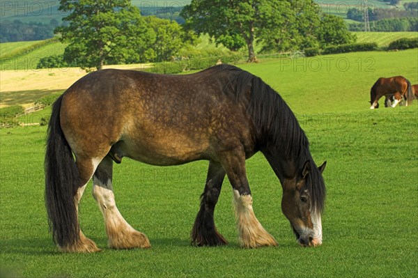 Clydesdale stallion