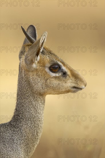 Guenther's dik-dik