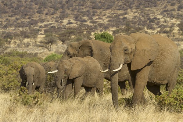 African elephant