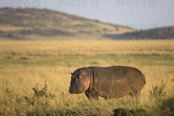 Hippopotamus