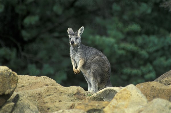 Common wallaroos