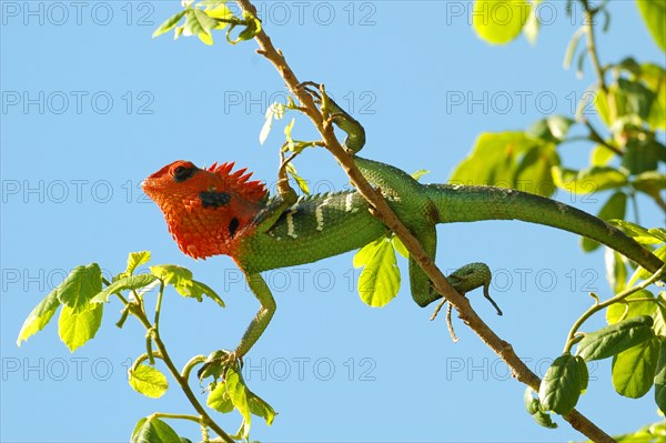 Common Green Forest Lizard