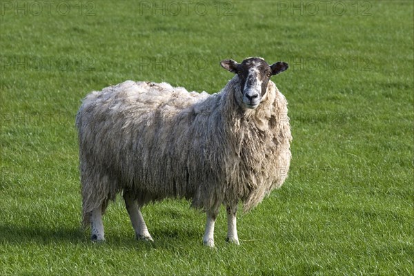 Domestic sheep