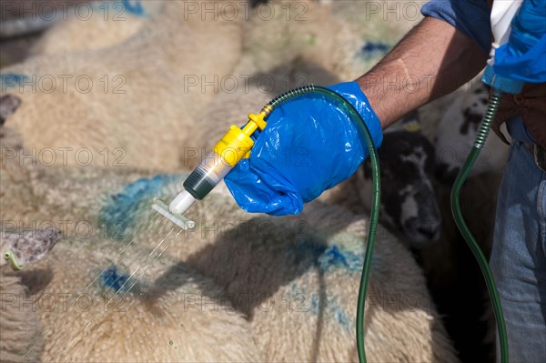 Sheep farming