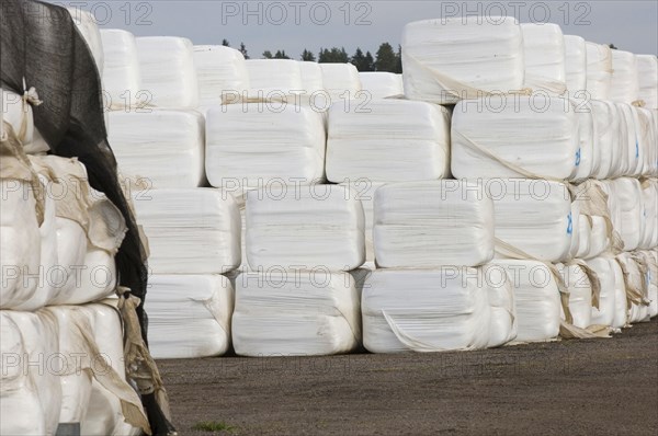 Plastic wrapped silage bales