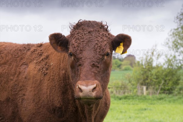 Domestic cattle