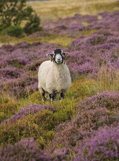 Domestic Sheep