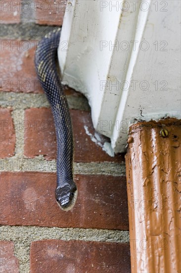 Black Ratsnake