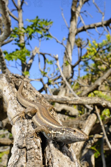 Small Canary Island Lizard