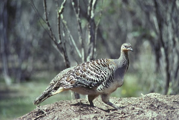 Malleefowl