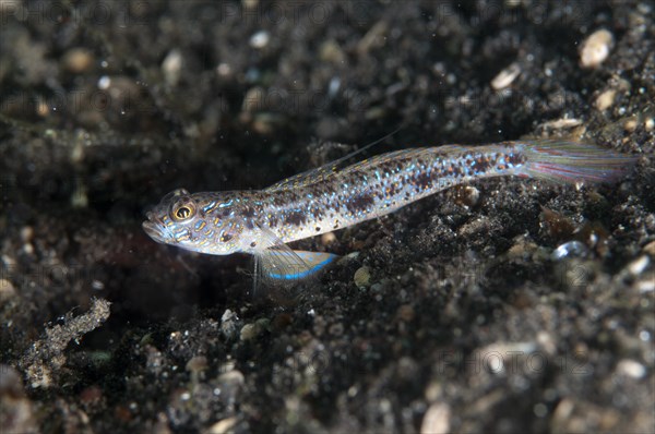 Longjaw Shrimpgoby