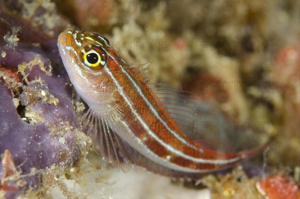 Striped Triplefin