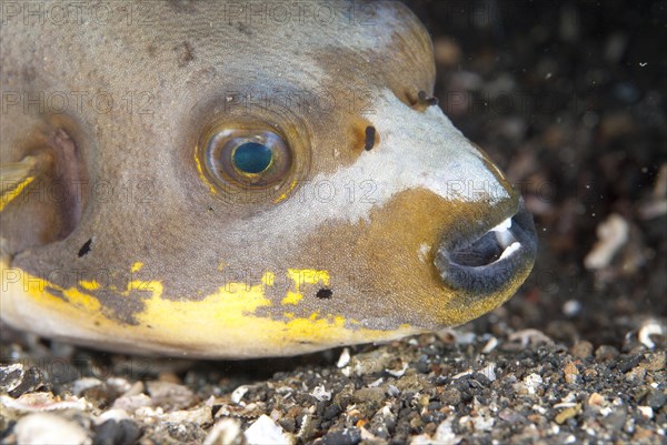 Black-spotted Pufferfish