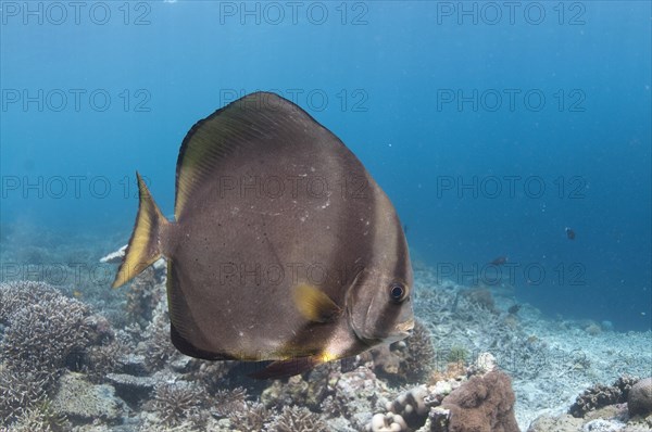 Golden spadefish