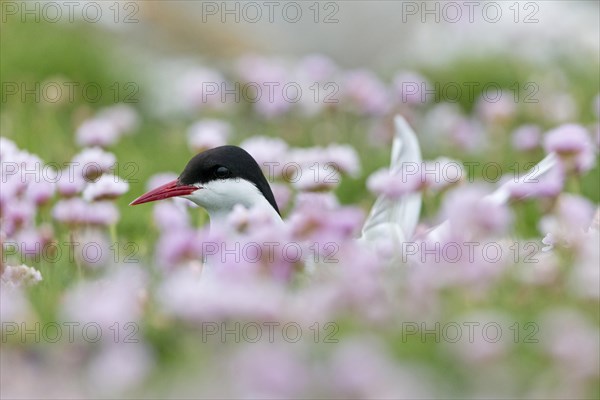 Arctic Tern