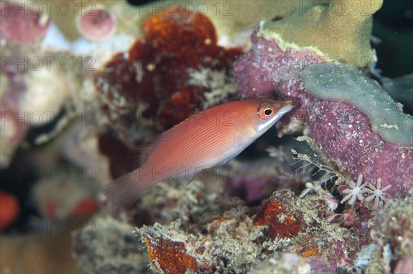 Stripe wrasse