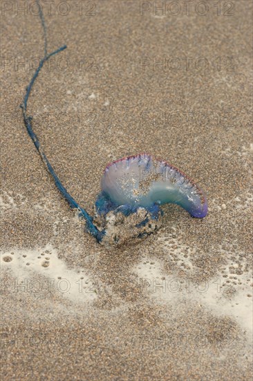 Portuguese Man of War