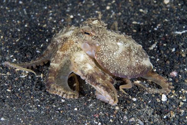 Coconut octopus