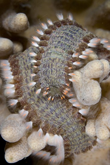 Striped Firebristle Worm