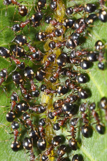 Tree-living Ant