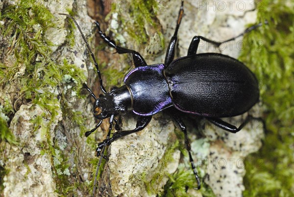 Violet Ground Beetle