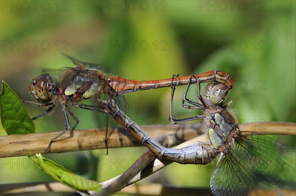 Common darters