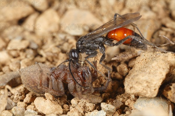 Spider-hunting wasp