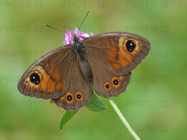 Large Wall Brown