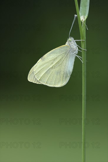 Large White