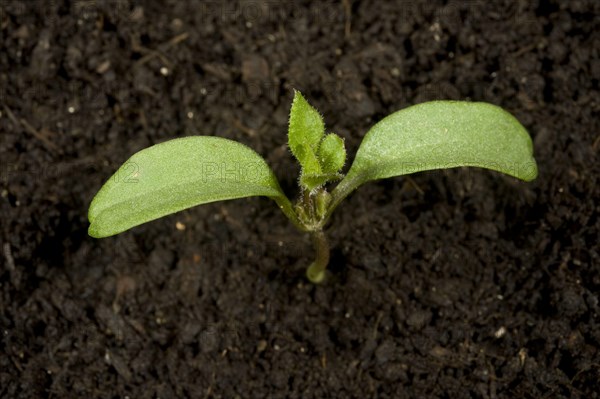 Seedling moth or goosegrass