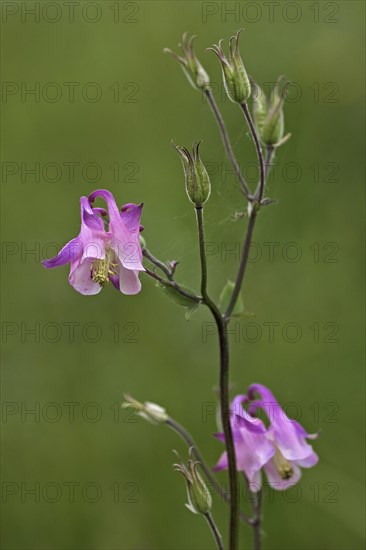 Common aquilegia atrata