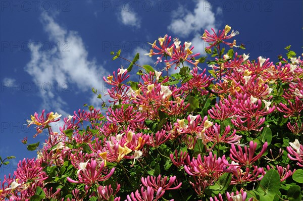 Wild Honeysuckle