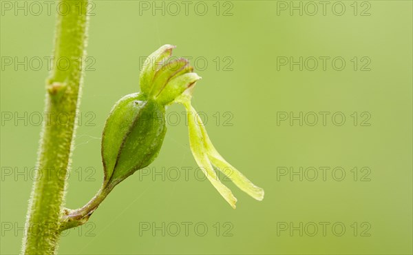 Common twayblade