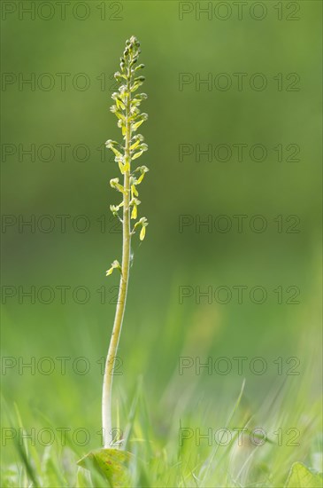 Common common twayblade